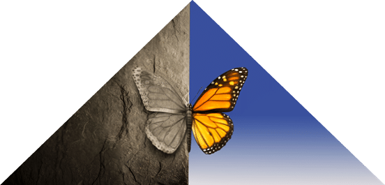 Bipolar mental disorder abstract psychological illness concept as a butterfly divided as one side in grey and sad colors with the other in full bright tones as a medical metaphor for psychiatric mood or feelings imbalance 